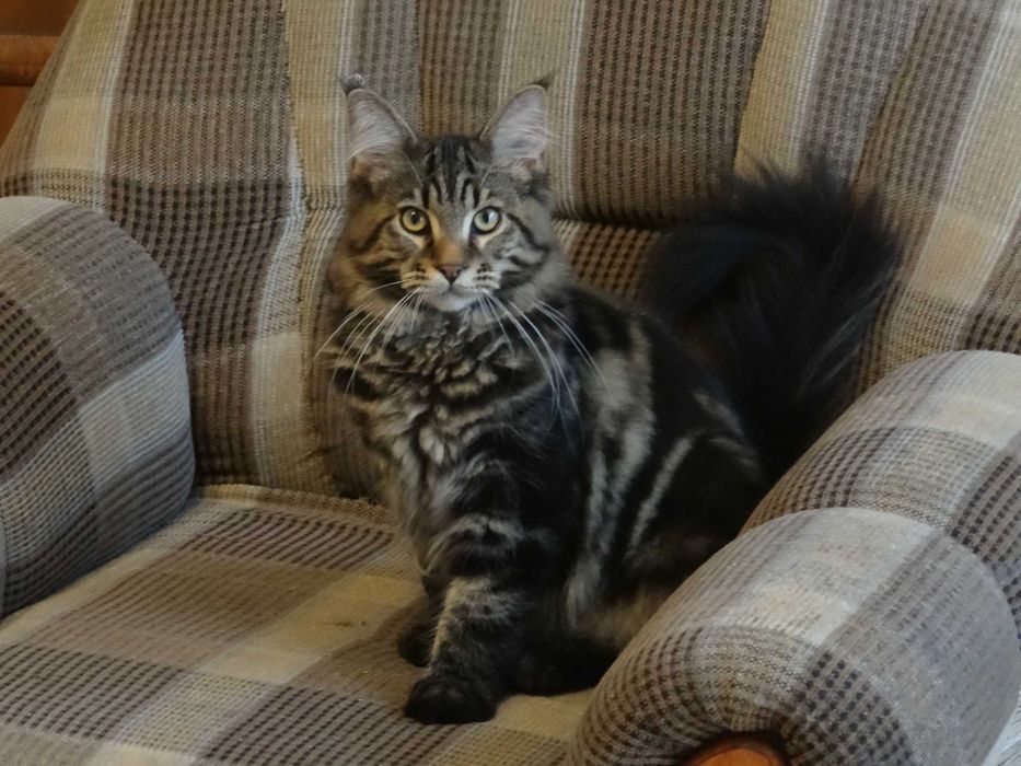 Kotek Maine Coon