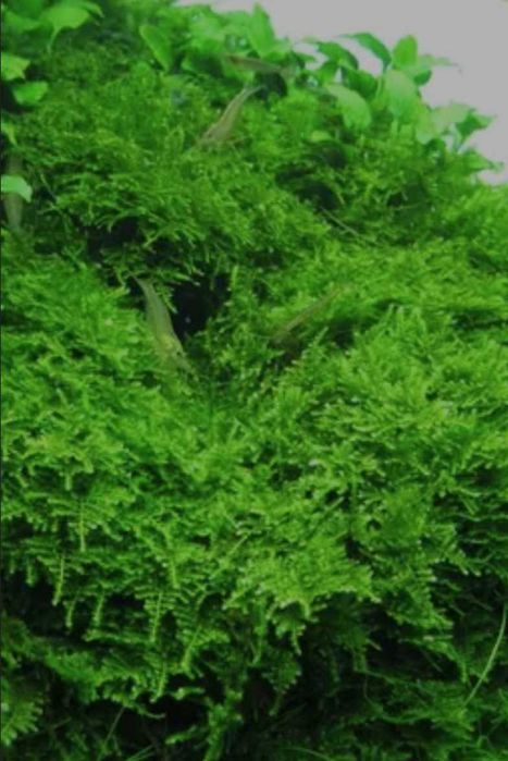 Christmas   moss
