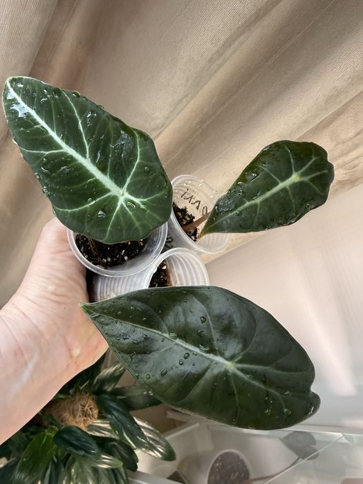 Дітки алоказій, різні сорти