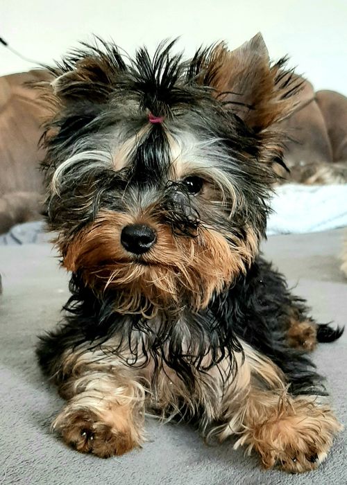 Солоденькі малятка йорки