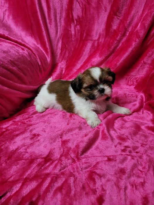 Shih-tsu fêmea maravilhosa