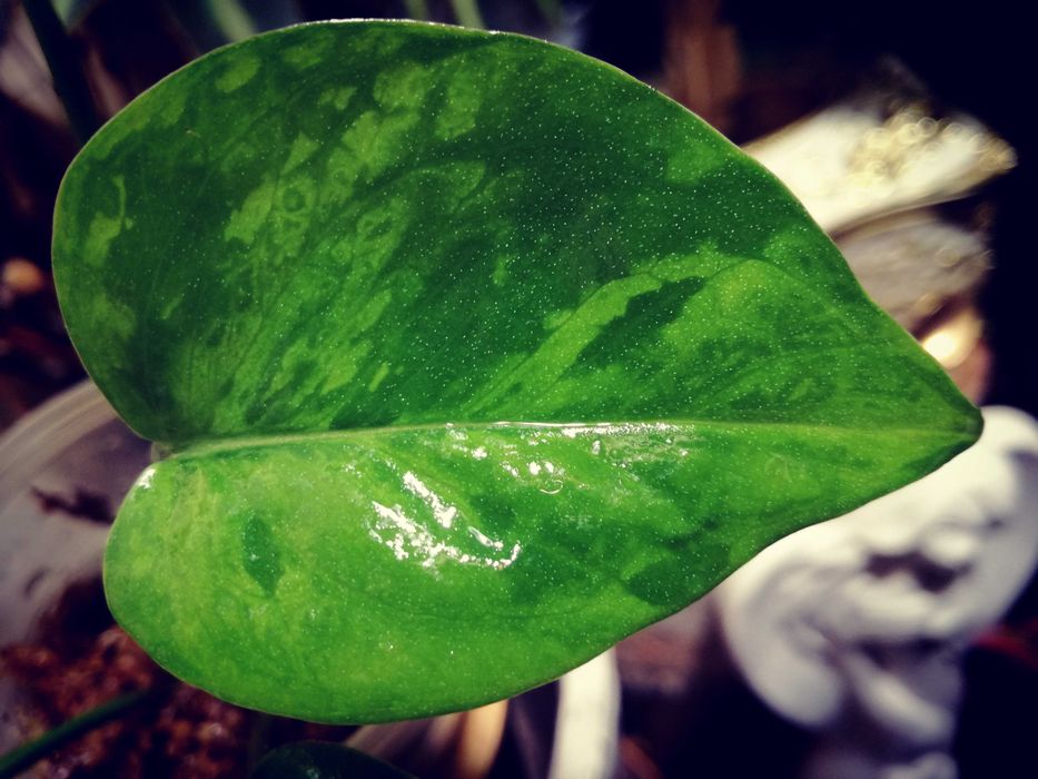 Epipremnum Pinnatum Victory Variegata albo monstera philodendron