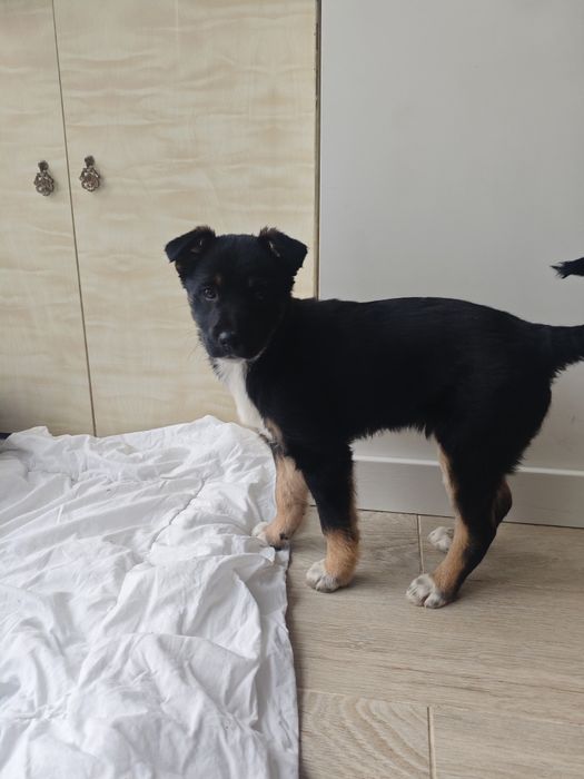 Шукає родину активна собачка.