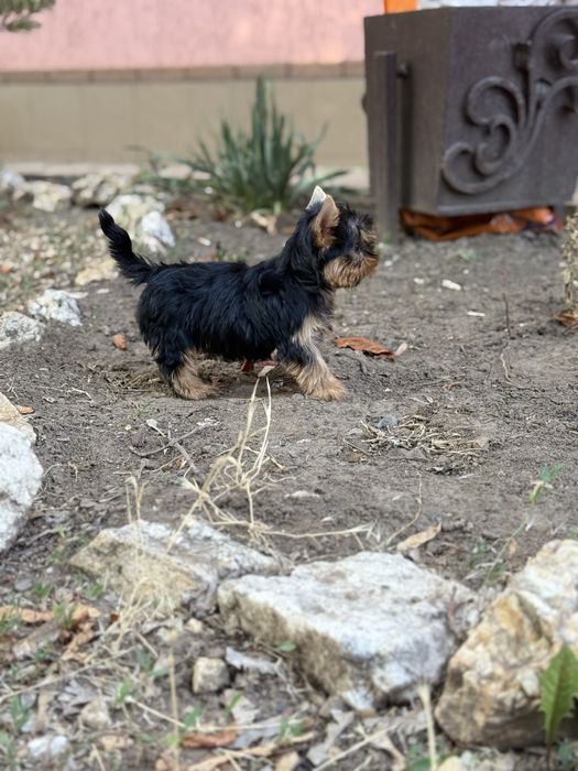 Міні та мілкий стандарт йорки
