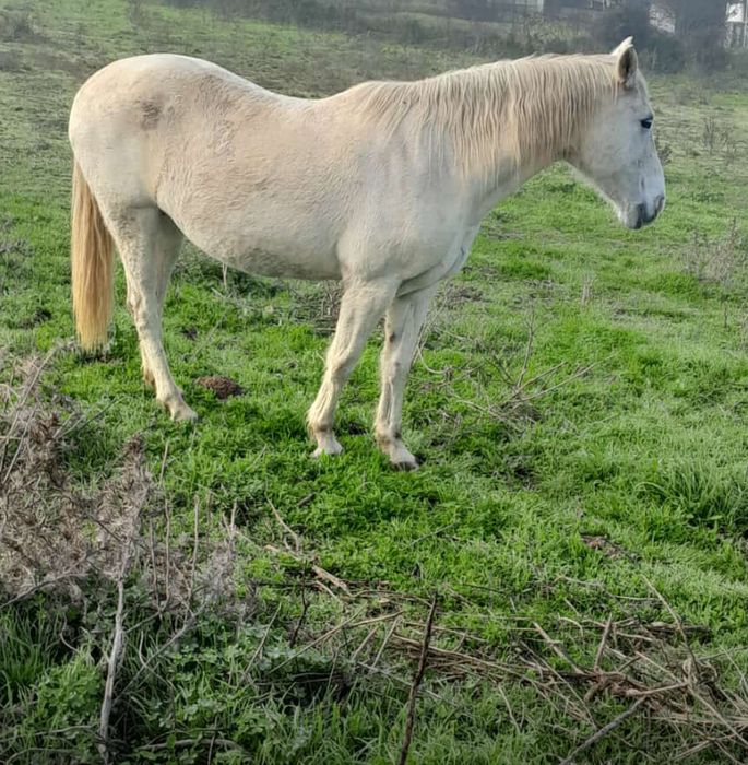 2 lindos cavalos lusitana e andaluz