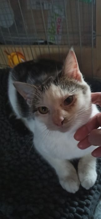 6 miesięczny kocurek szuka domu