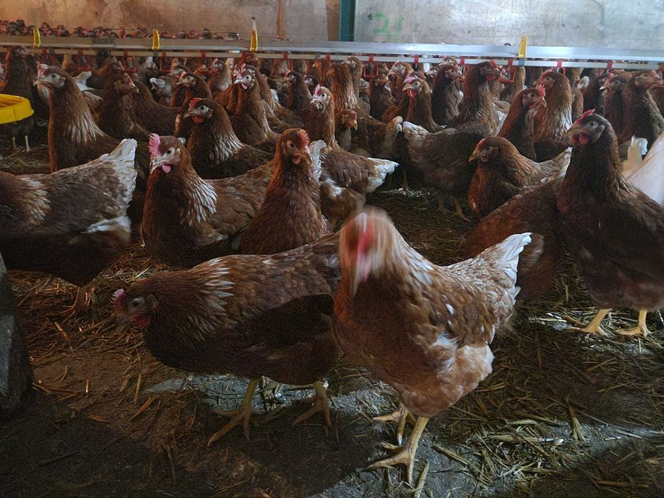 Kurki nioski Tetra brązowa odchowana