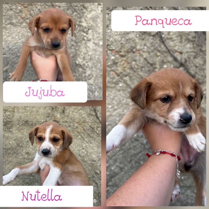 Cachorrinhas bebés para adoção responsável