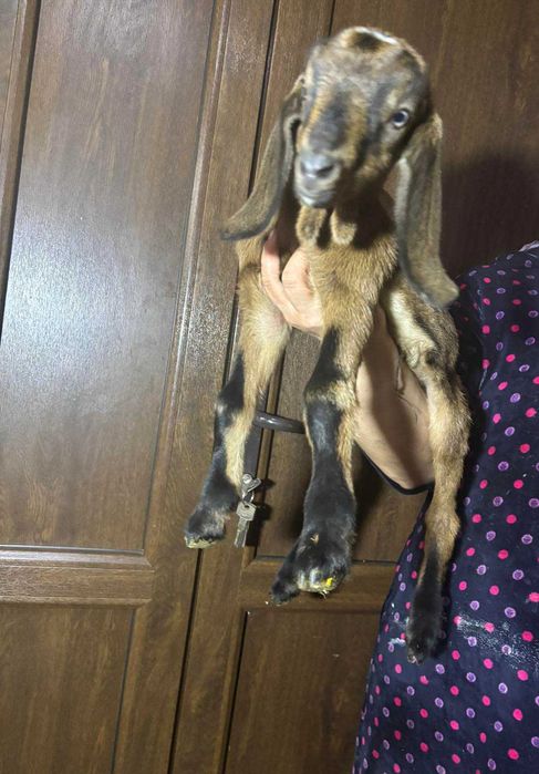 Англо Нубийские козлята .