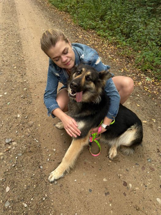 Owczarek niemiecki długowłosy – młoda i stabilna