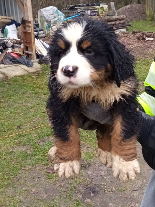 Berneński Pies Pasterski