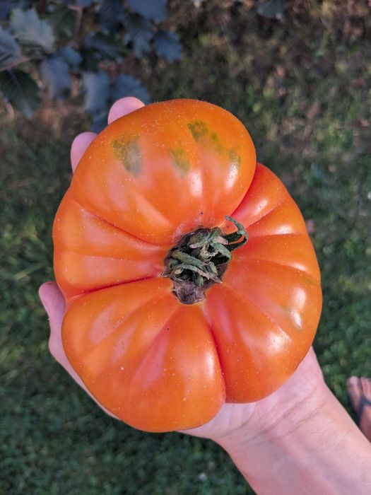 Nasiona kolekcjonerskie pomidory