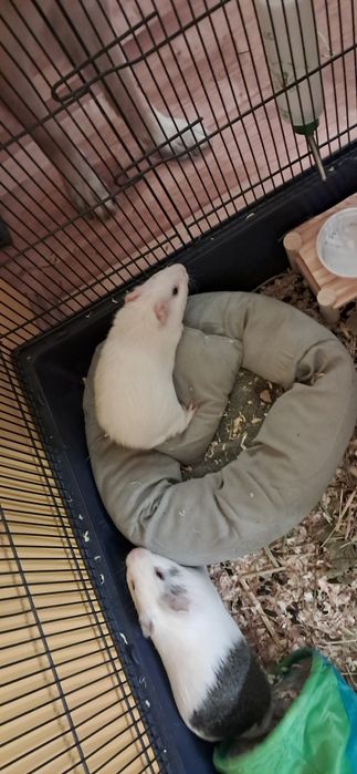 Świnki morskie samce z klatka i wyposażeniem