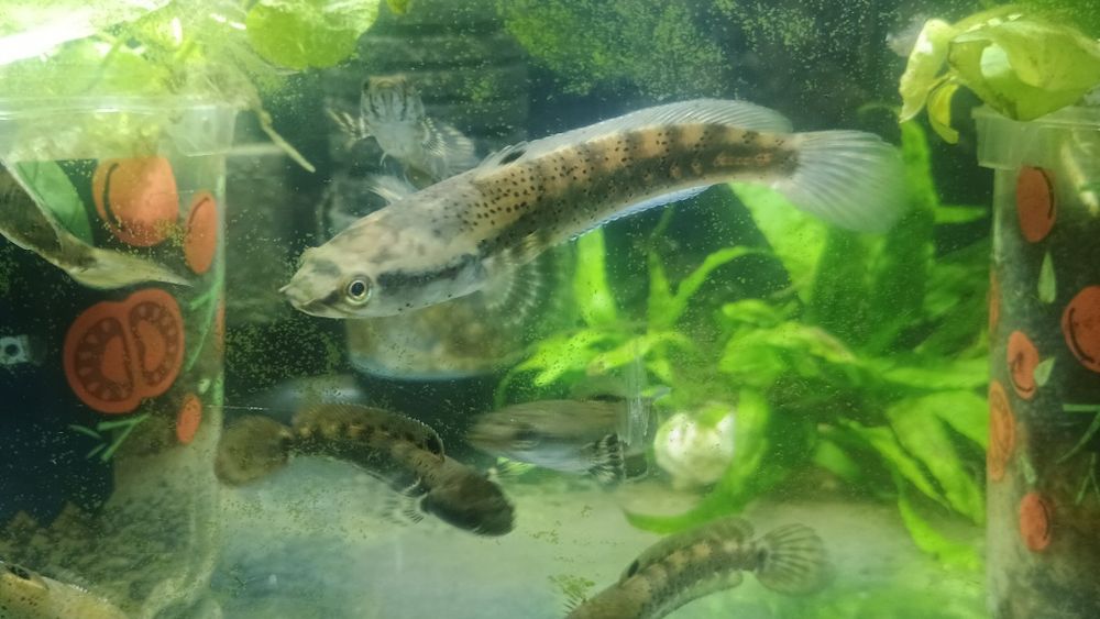 Channa pulchra młode