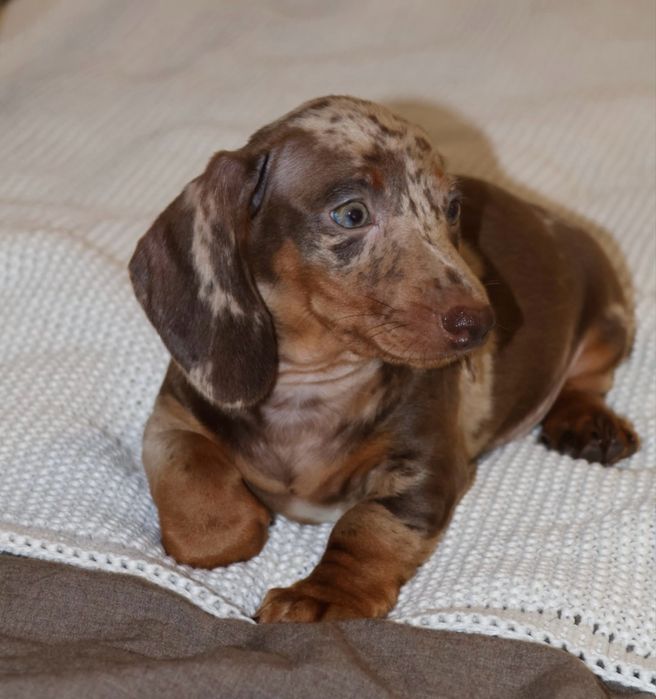 Jamnik Choco Merle Piesek