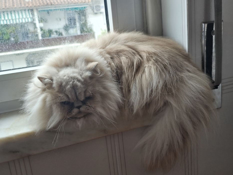 Gatinha Persa  creme