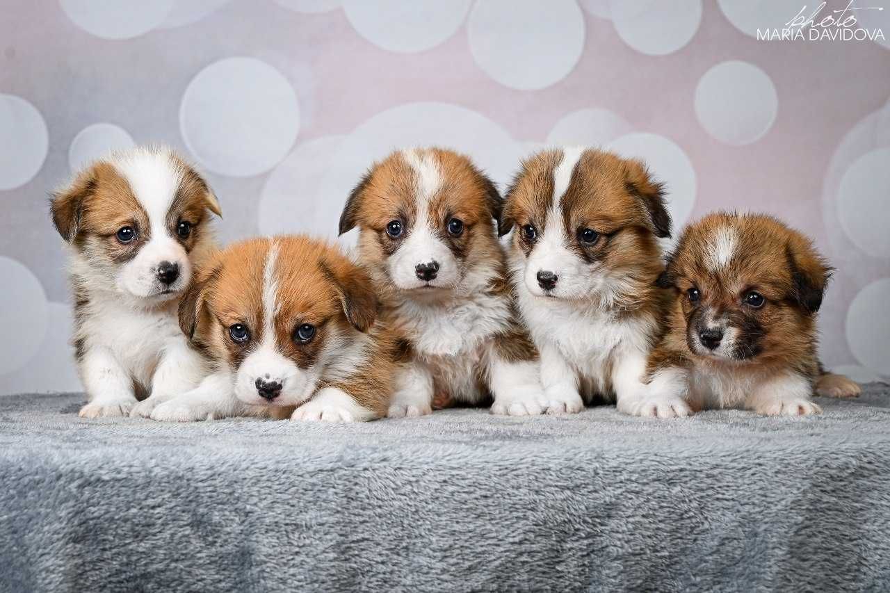Щенки корги 1 месяц