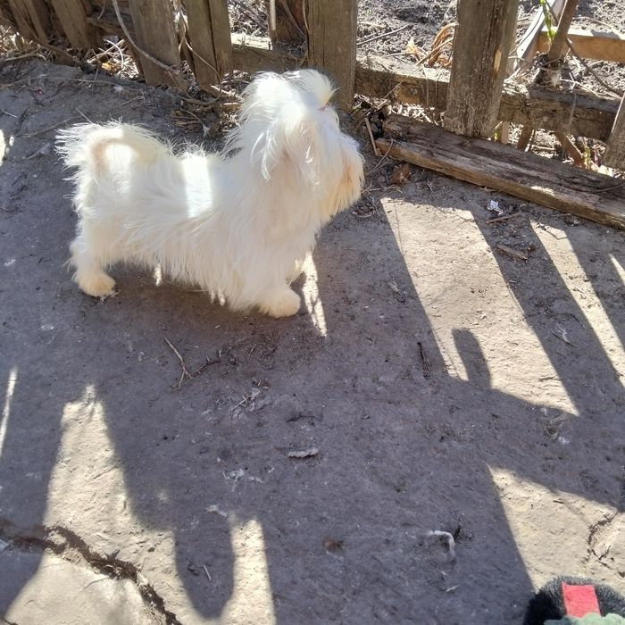 Мальчик мальтийской болонки