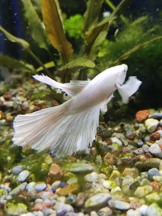 Bojownik Super delta dumbo Snow white biały