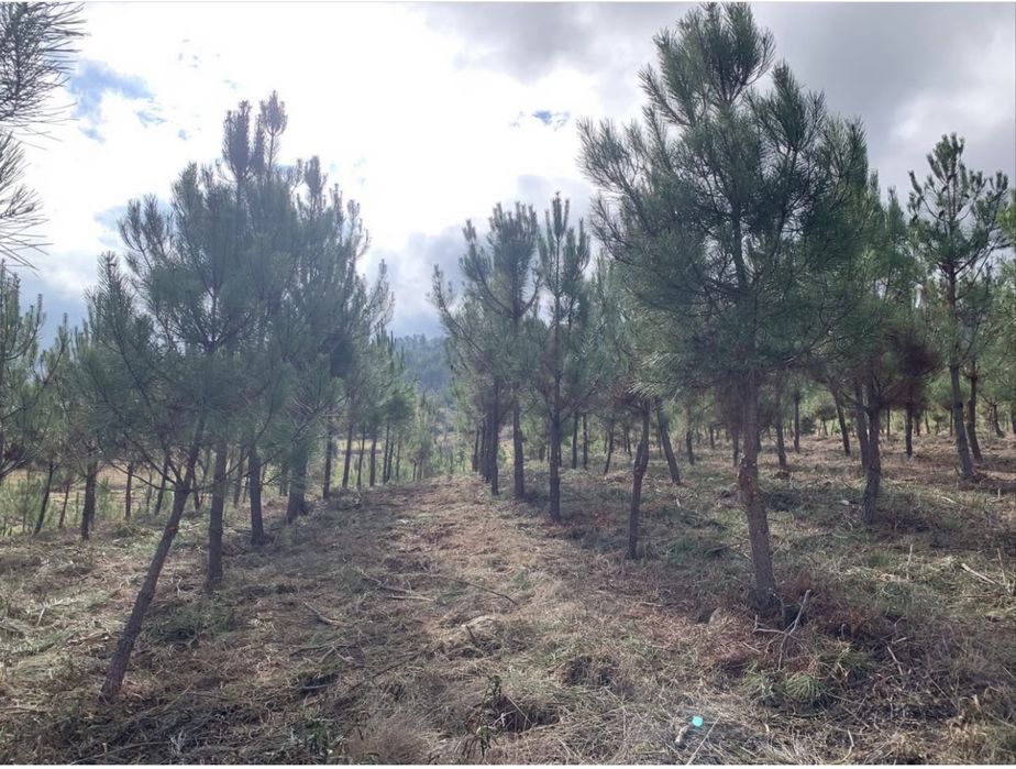 Monte totalmente vedado 12 ha. Aluguer ou venda pela melhor oferta.