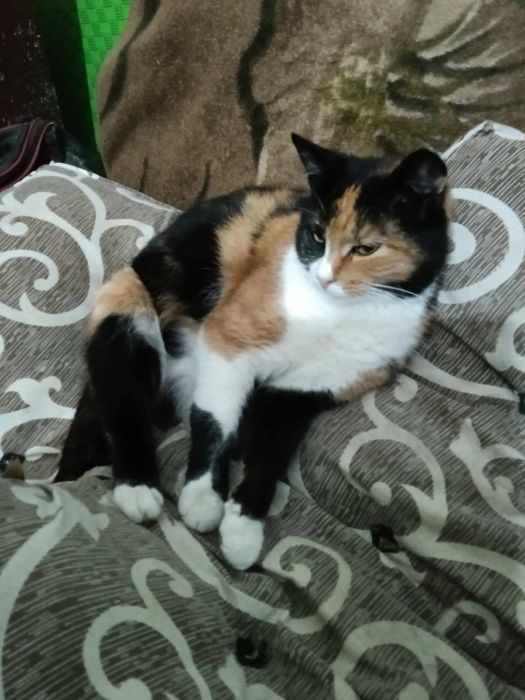 Кішка Муся стерилізована 3 роки в квартиру Відповідальна родина