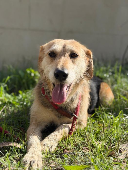 Cadela para adoção ( Vitória )