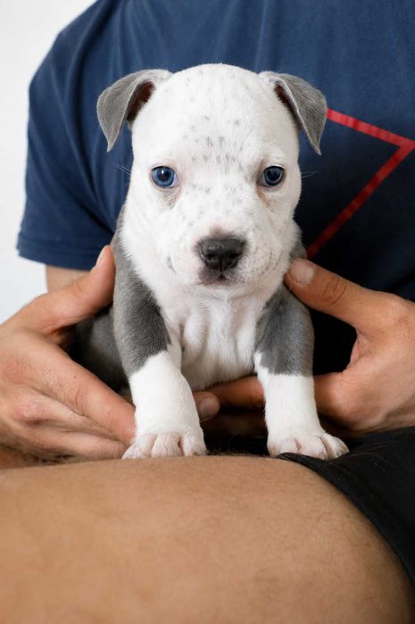 Szczeniak American Bully