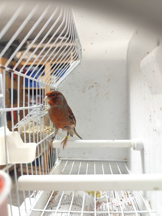 Vendo Canário   ou  Casal de Canários  (Ver descrição abaixo).