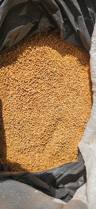Продам просо 22 т в бегах