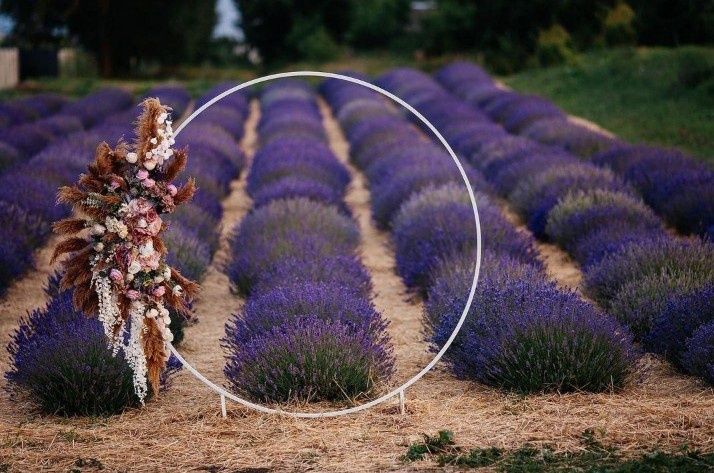 Пампасна трава, очерет, сухоцвіти, комиш