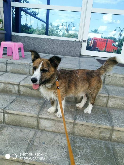 Киев найдена собака