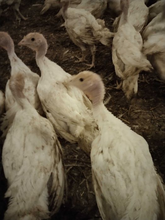 Indyki odchowane białe indory indyczki