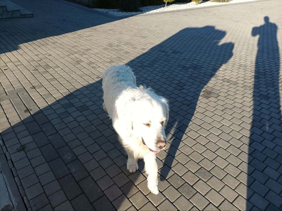 Pies Golden Retriever