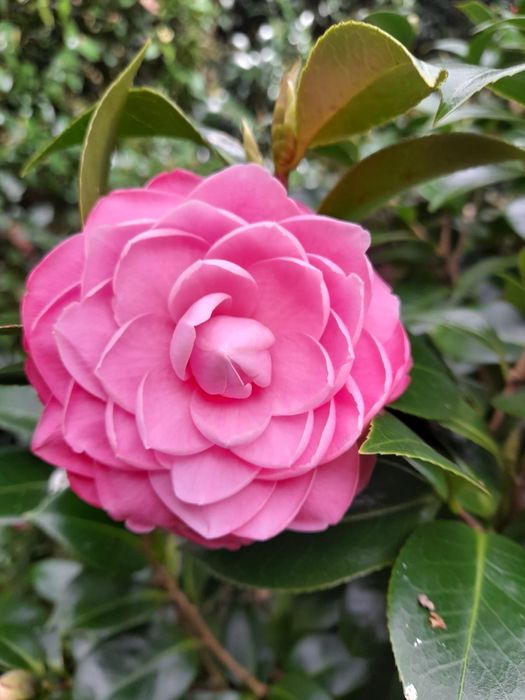 Camélias para sebes vivas.