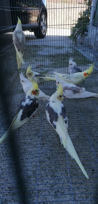 Caturras pérolas brancas albinas arlequim