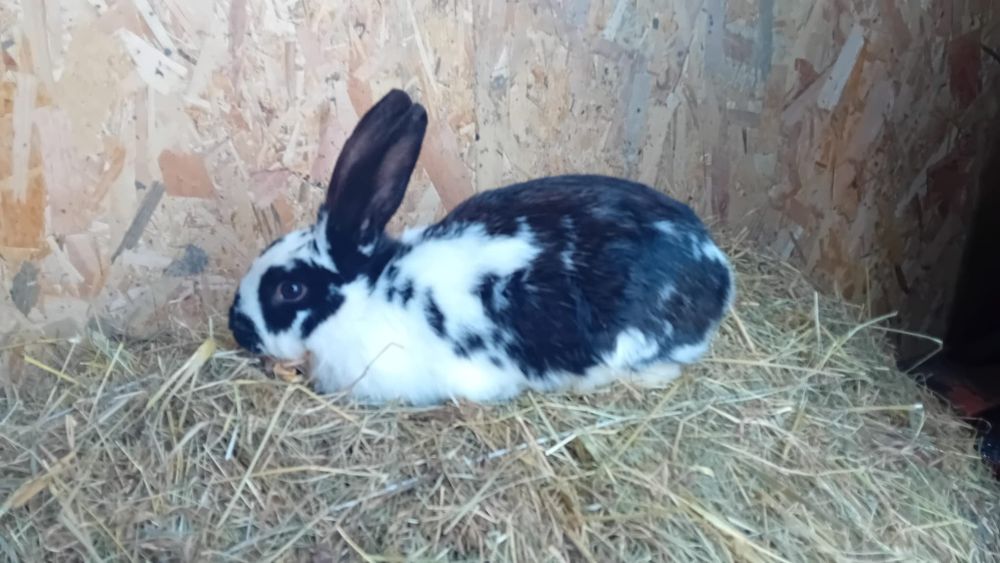 Sprzedam królika samca