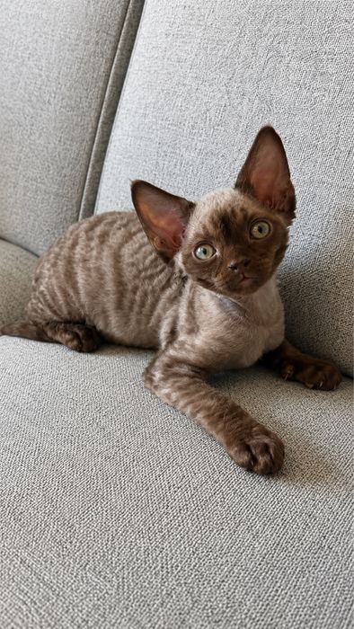 Koteczka Devon Rex.