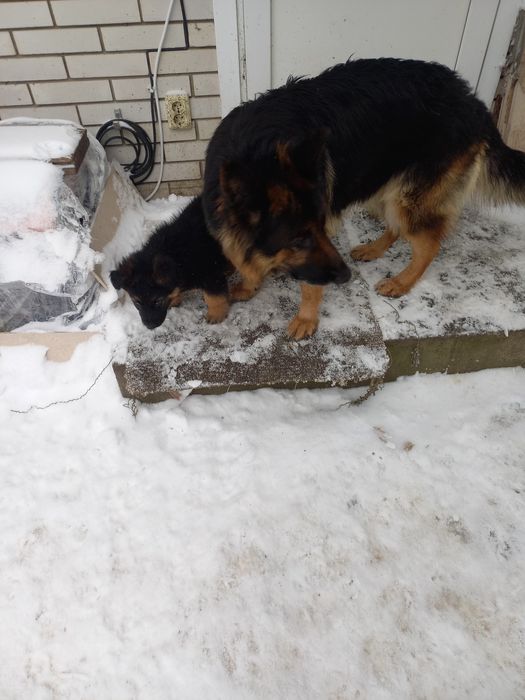 Продам цуценя(вівчарка) хлопчик