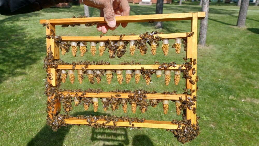 Matki pszczele Carnica