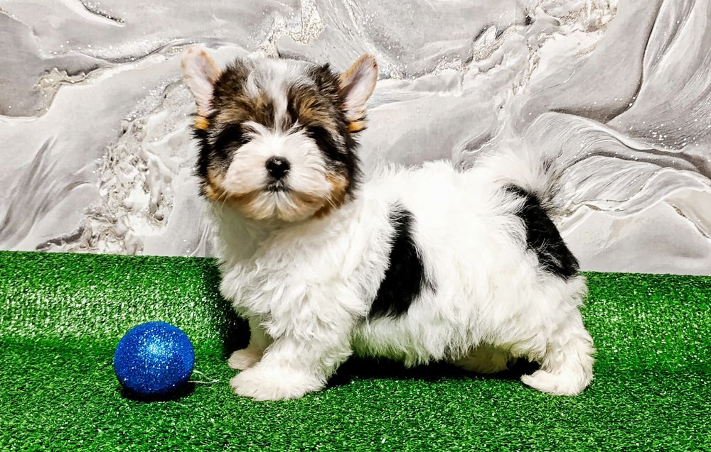 Asti The Empress's Favorito