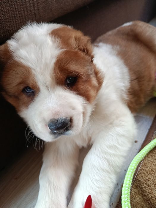 Алабайчик.Продам надійного охоронця.