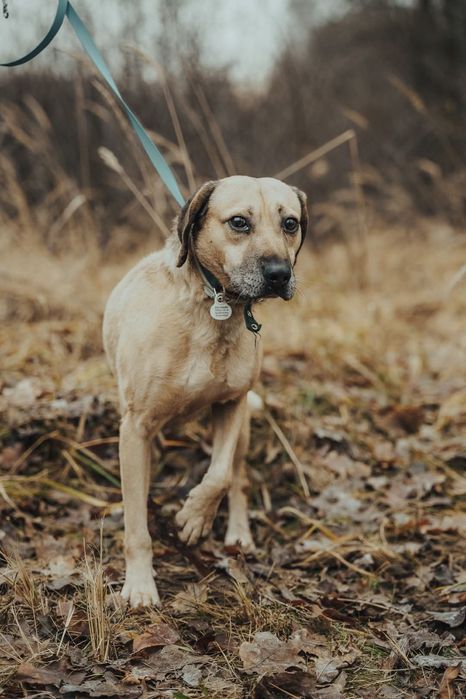 Meesi piesek ze schroniska w Rybniku