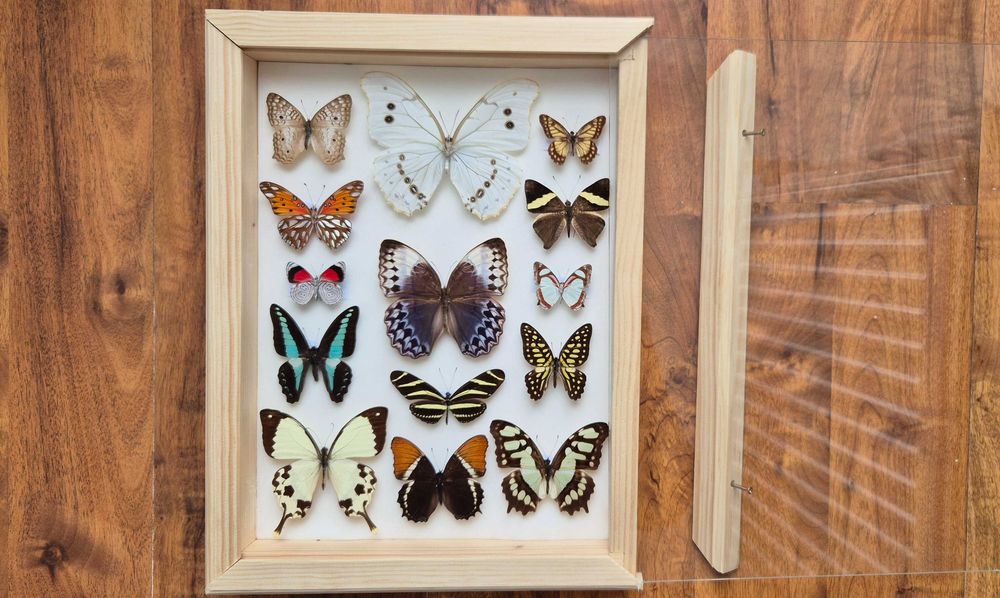 Gablotka motyle Morpho polyphemus Stichophthalma i inne na ścianę