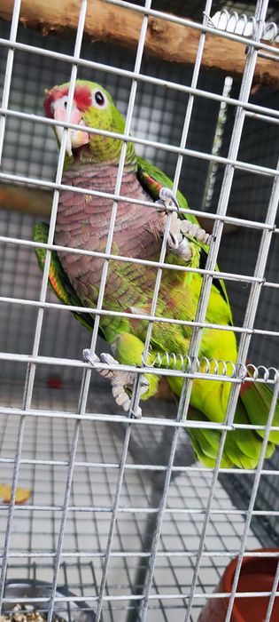 Amazonas vinacea macho