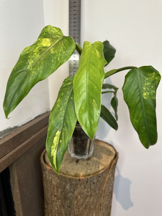 Філодендрон Philodendron  Siam Sunrise