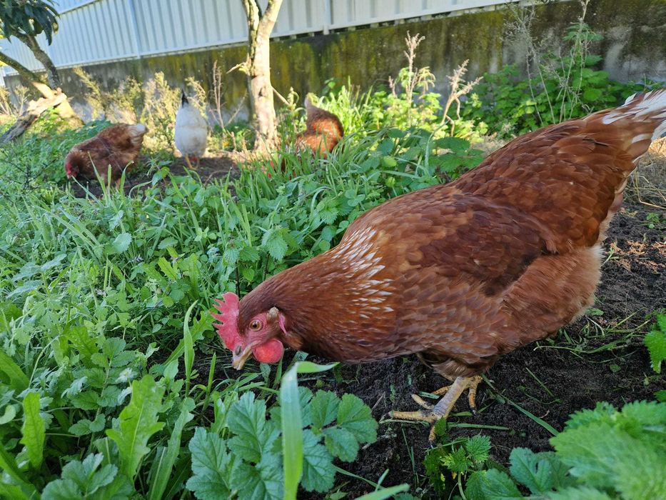 Ovos caseiros Azeitao