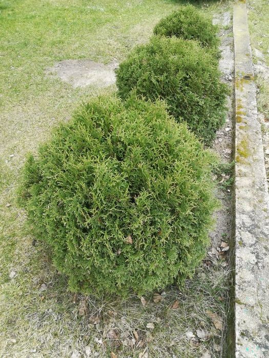 Tuje kule duże średnica 70-90cm transport w cenie