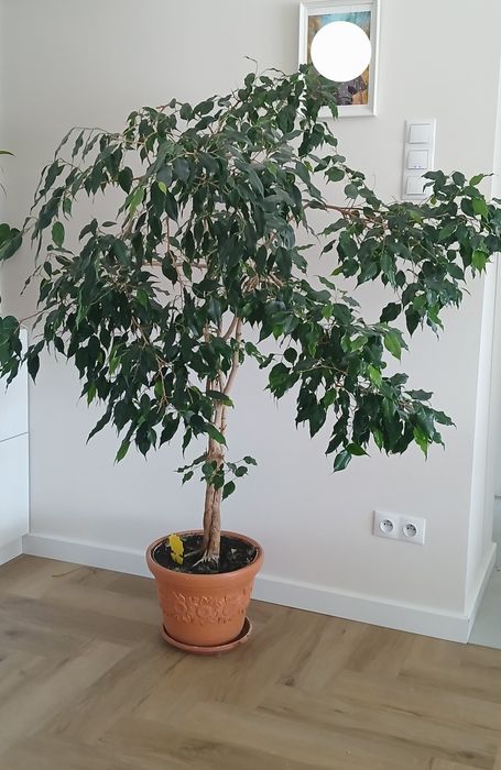 Kwiaty duży fikus Benjamin ok. 160cm