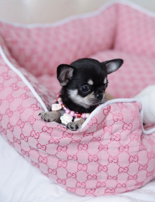 Mini dziewczynka chihuahua fci