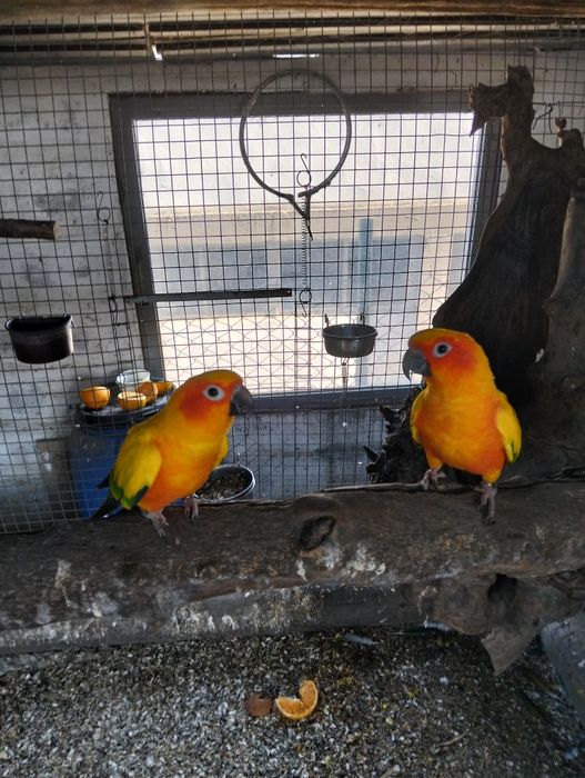 Aratinga do sol para criar a mão